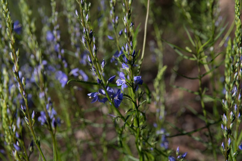 Veronica arenaria photo 3