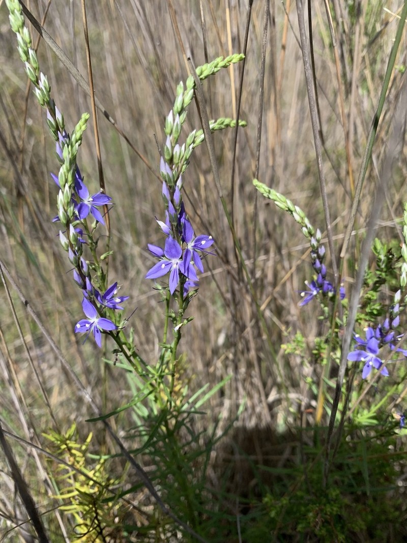 Veronica arenaria photo 4