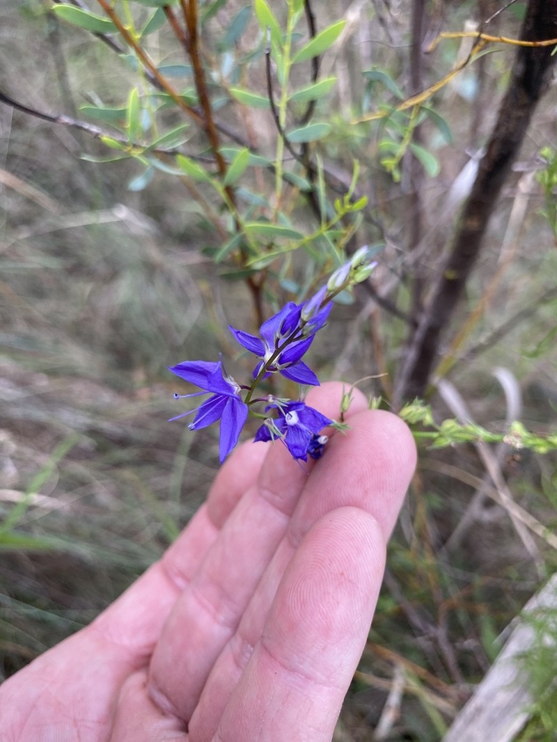 Veronica arenaria photo 5