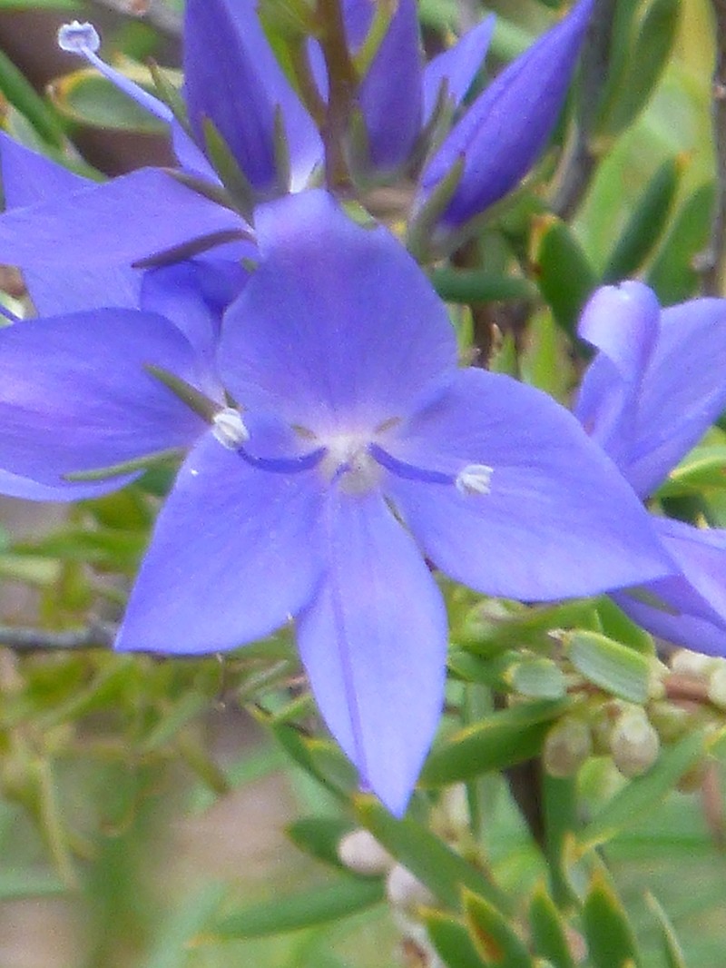 Veronica arenaria photo 6