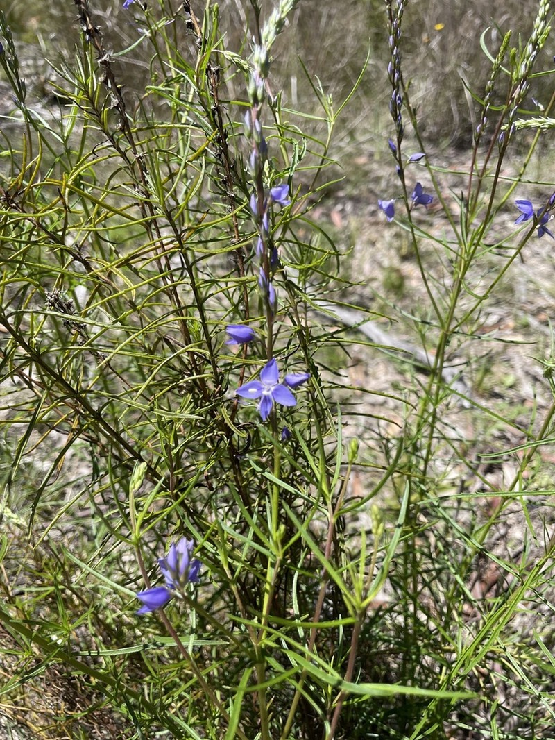 Veronica arenaria photo 7