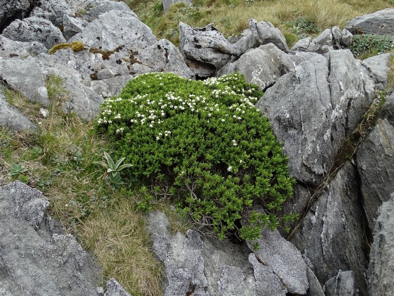 Veronica arganthera photo 2
