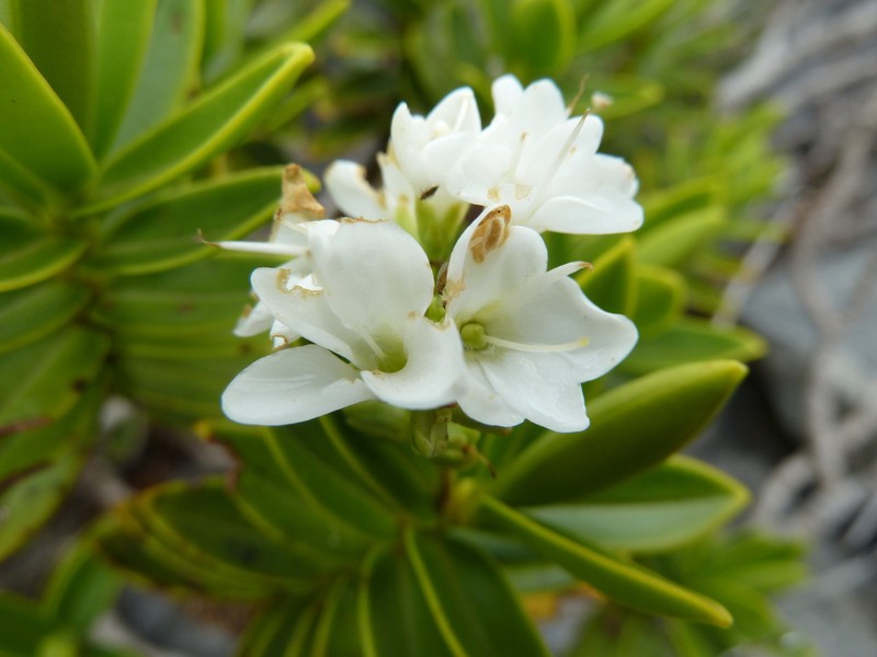 Veronica arganthera photo 4