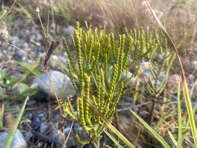Veronica armstrongii