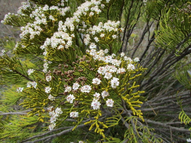Veronica armstrongii photo 2