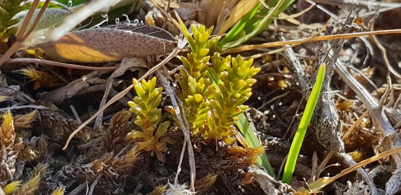 Veronica armstrongii photo 4