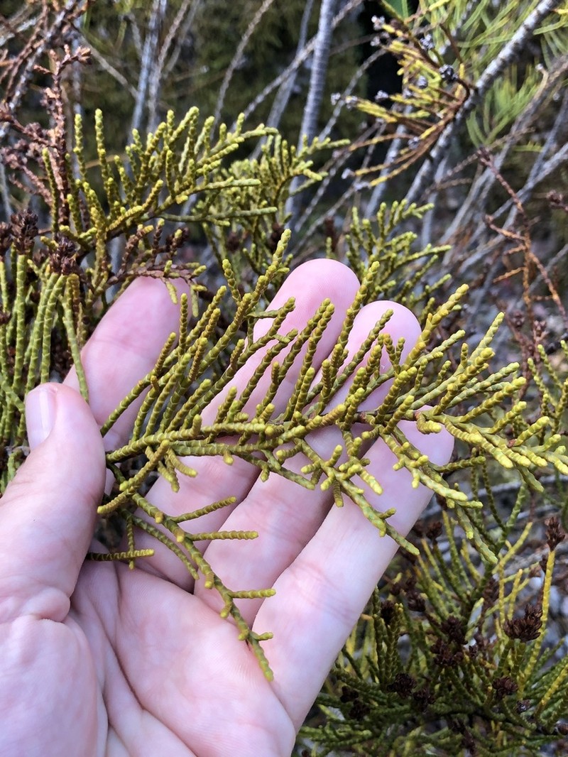 Veronica armstrongii photo 5