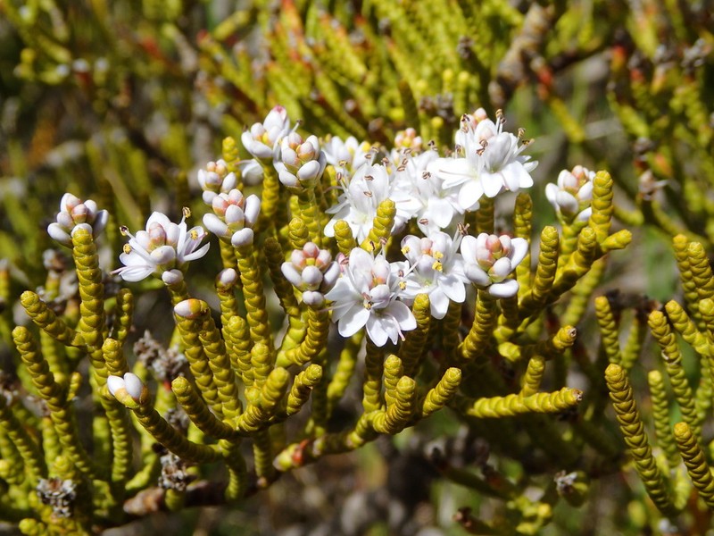 Veronica armstrongii photo 7