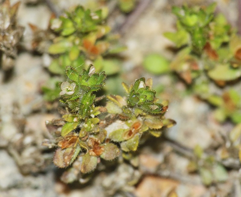Corn Speedwell photo 4
