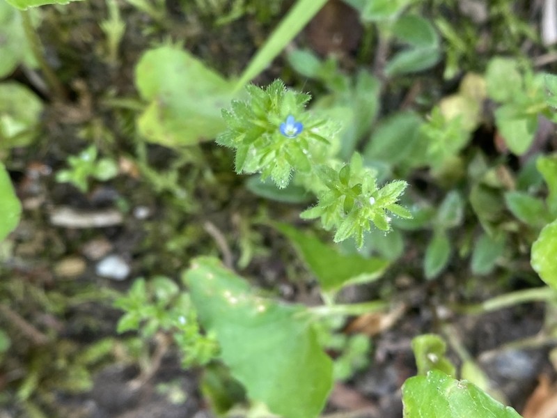 Corn Speedwell photo 5