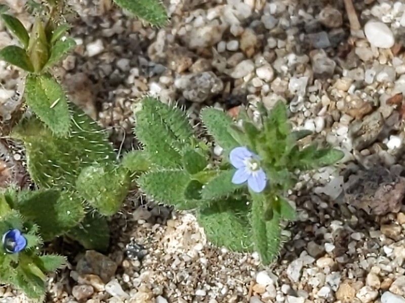 Corn Speedwell photo 6