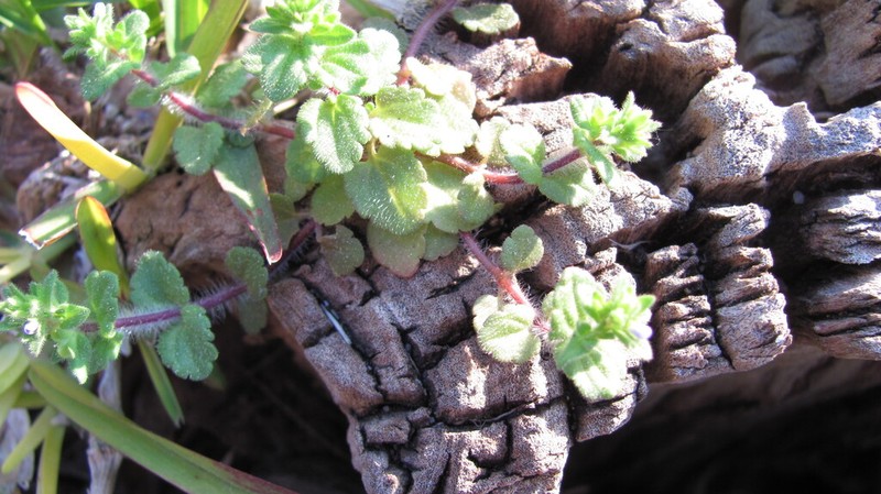 Corn Speedwell photo 7