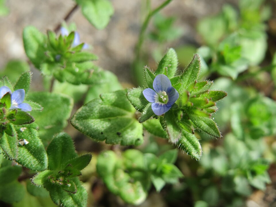 Corn Speedwell photo 6