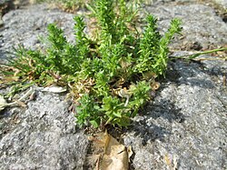 Corn Speedwell