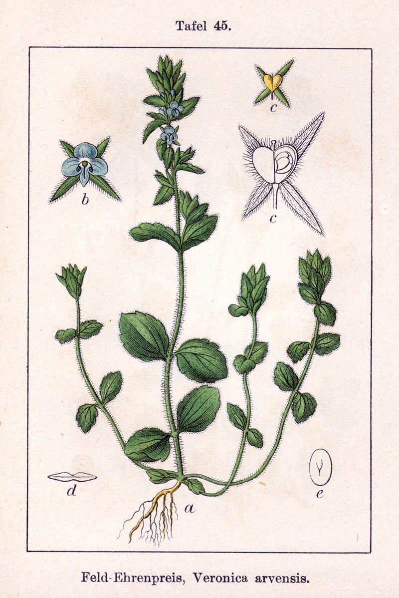 Corn Speedwell photo 3