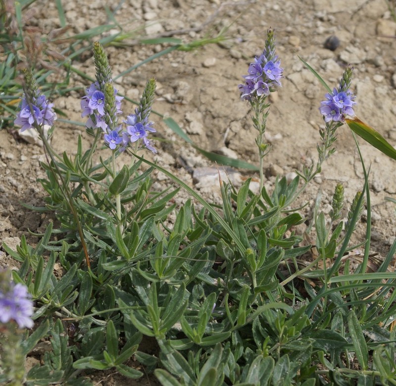 Broadleaf Speedwell photo 2