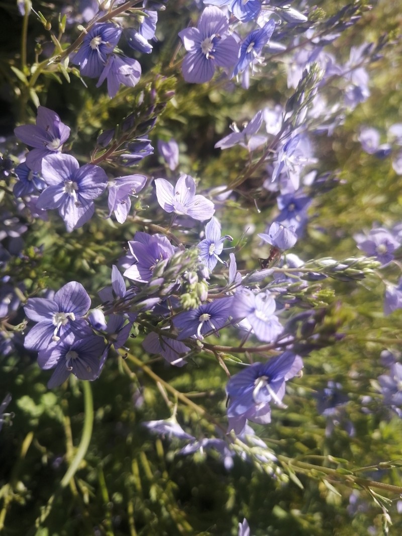 Broadleaf Speedwell photo 3