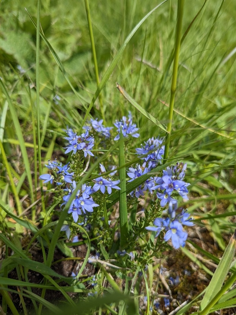 Broadleaf Speedwell photo 4