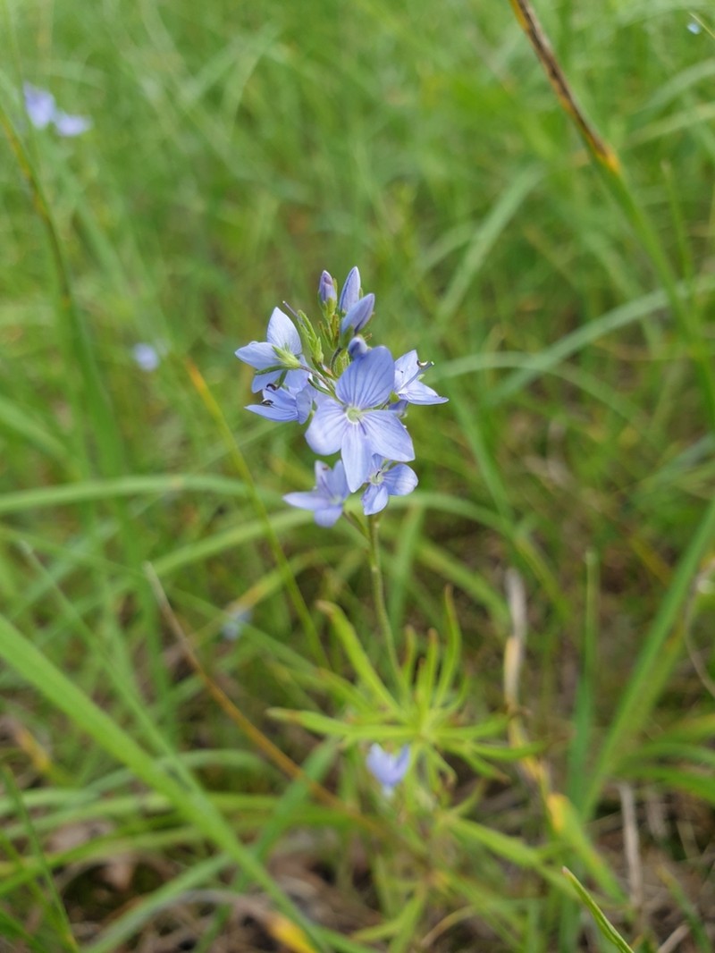 Broadleaf Speedwell photo 5