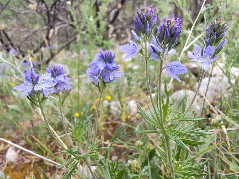 Broadleaf Speedwell photo 6