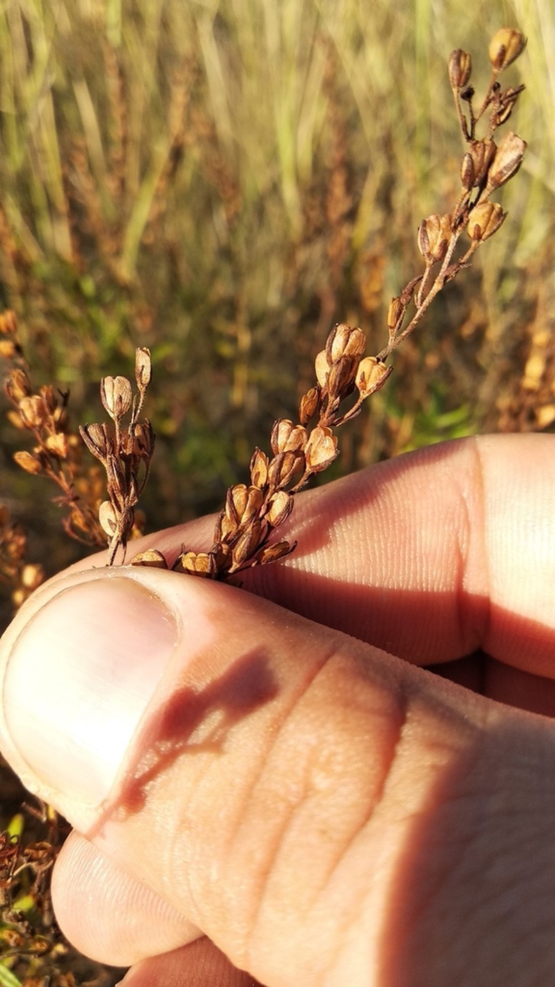 Broadleaf Speedwell photo 7