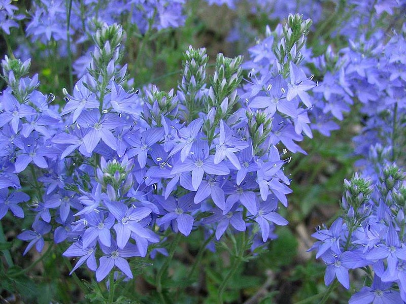 Broadleaf Speedwell