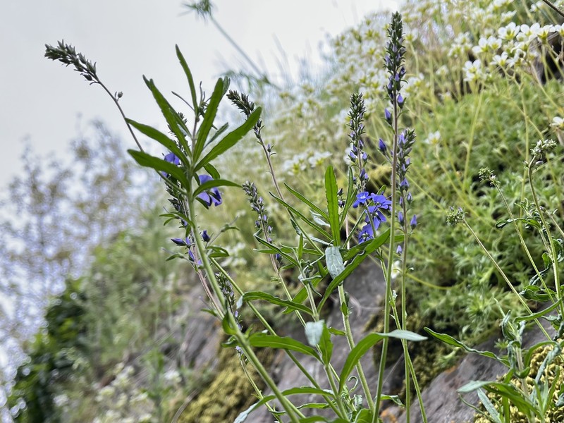 Veronica austriaca subsp. austriaca photo 2