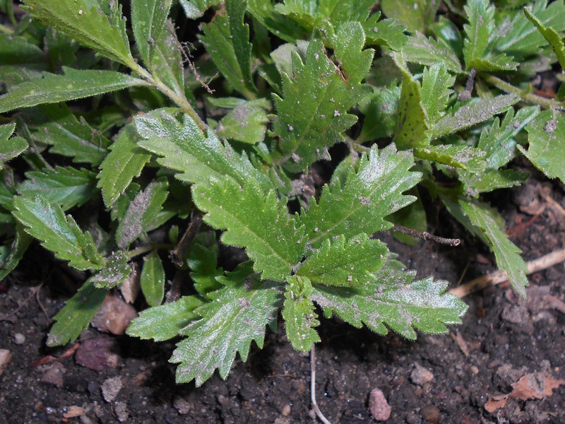 Veronica austriaca subsp. austriaca