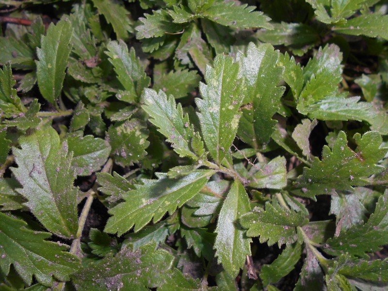 Veronica austriaca subsp. austriaca photo 4