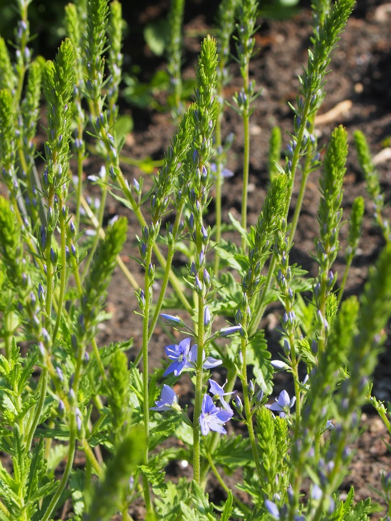 Veronica austriaca subsp. austriaca photo 5
