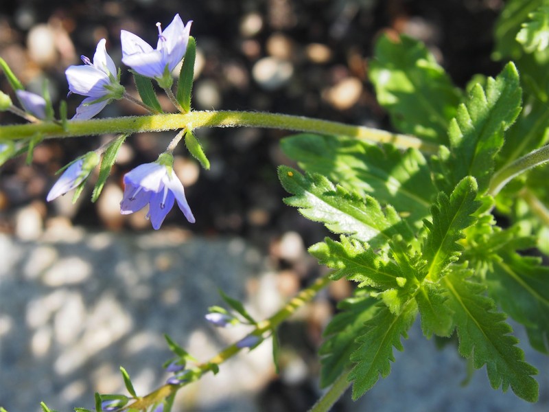 Veronica austriaca subsp. austriaca photo 6