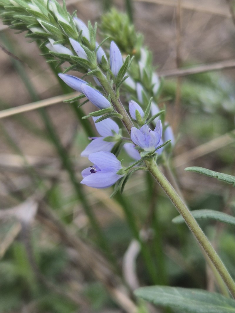 Veronica austriaca subsp. dentata