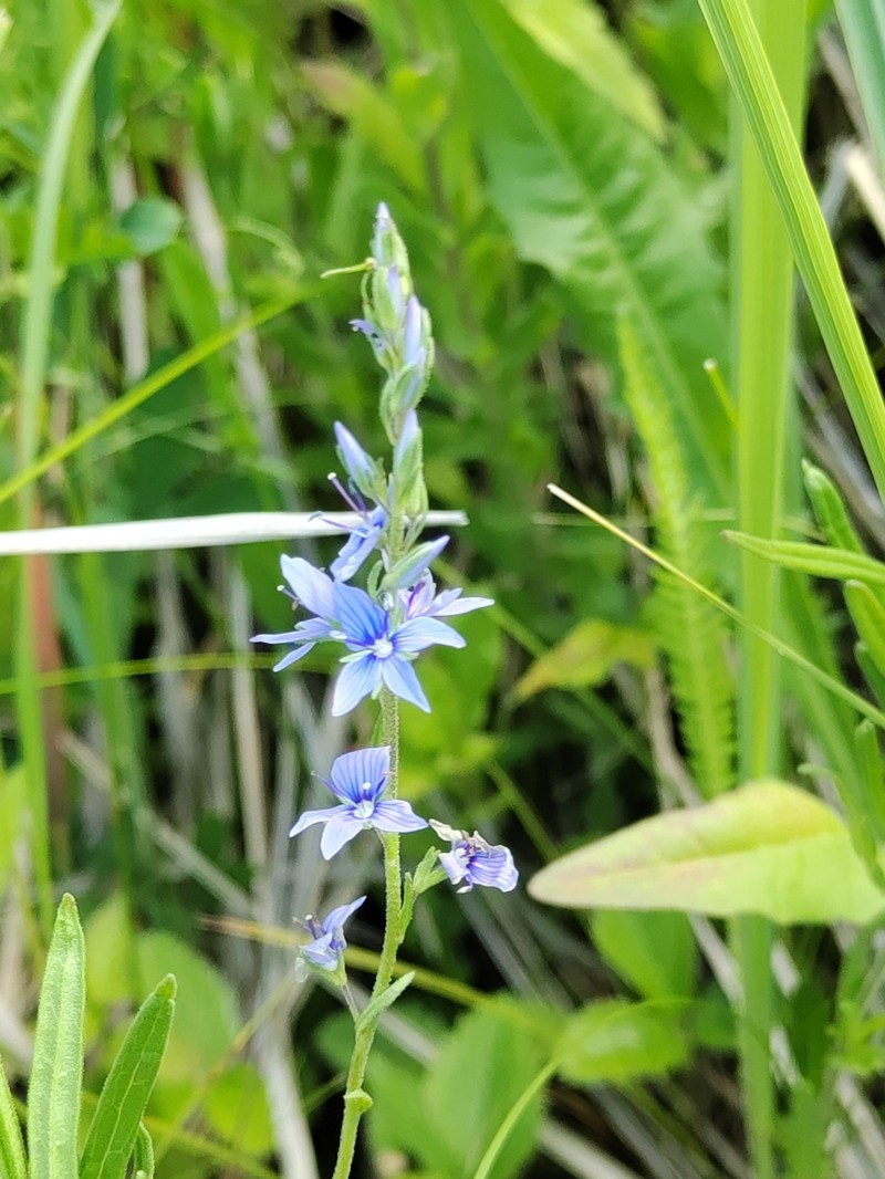 Veronica austriaca subsp. dentata photo 2
