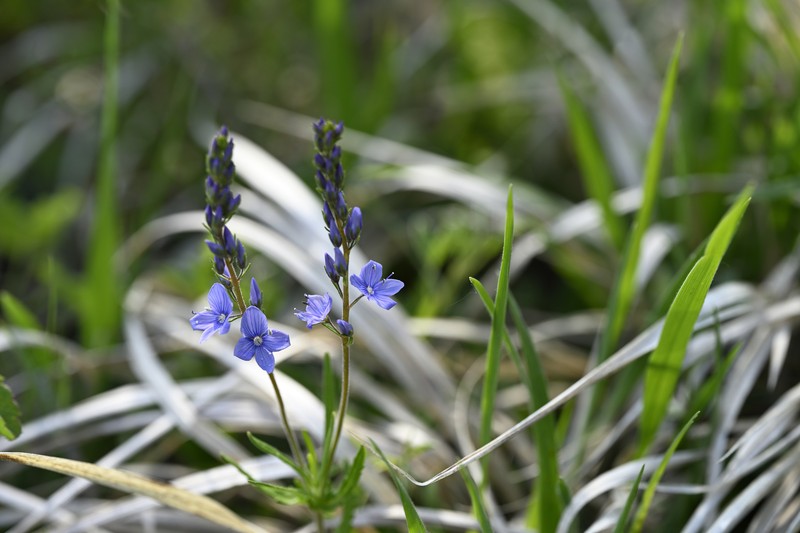 Veronica austriaca subsp. dentata photo 3