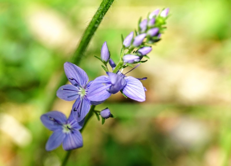 Veronica austriaca subsp. dentata photo 4
