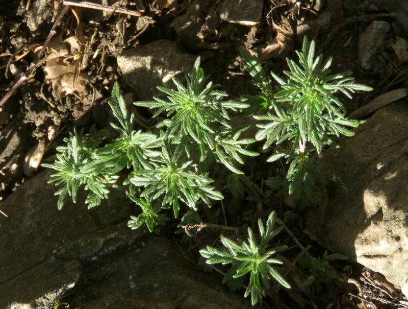 Veronica austriaca subsp. jacquinii photo 2