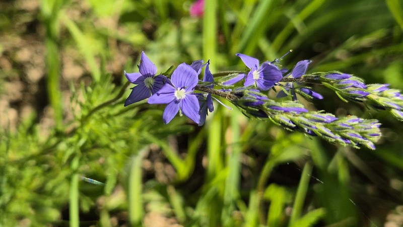 Veronica austriaca subsp. jacquinii photo 3
