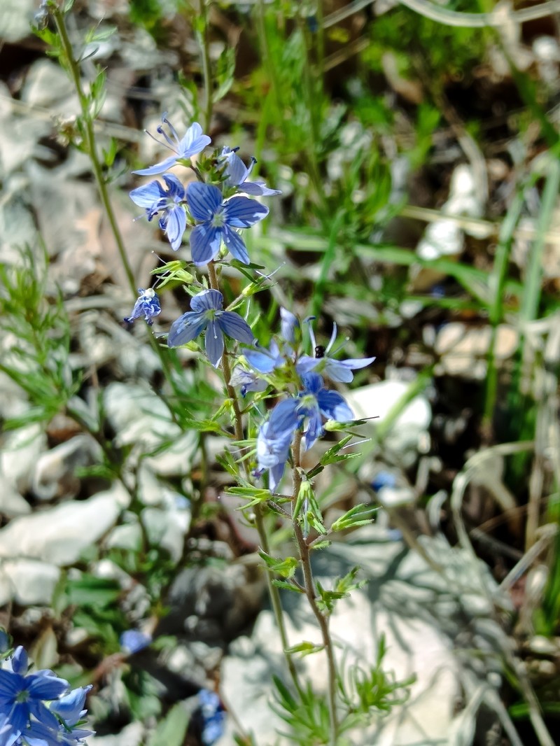 Veronica austriaca subsp. jacquinii photo 4