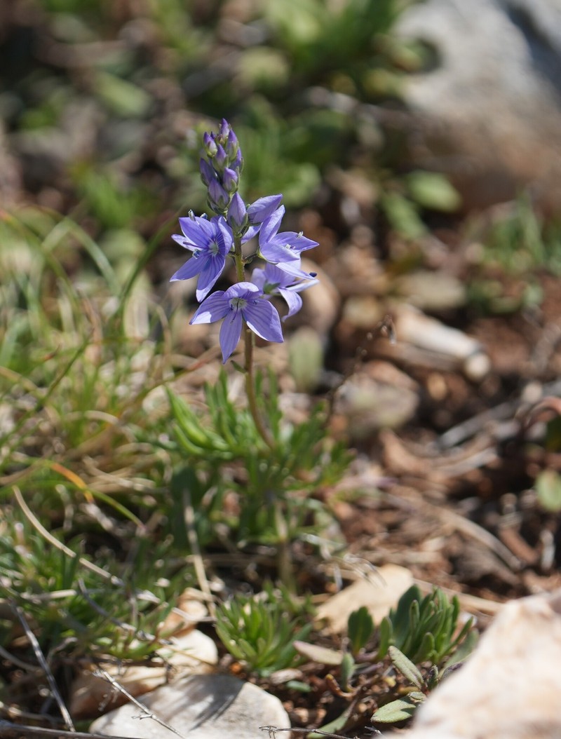 Veronica austriaca subsp. jacquinii photo 5