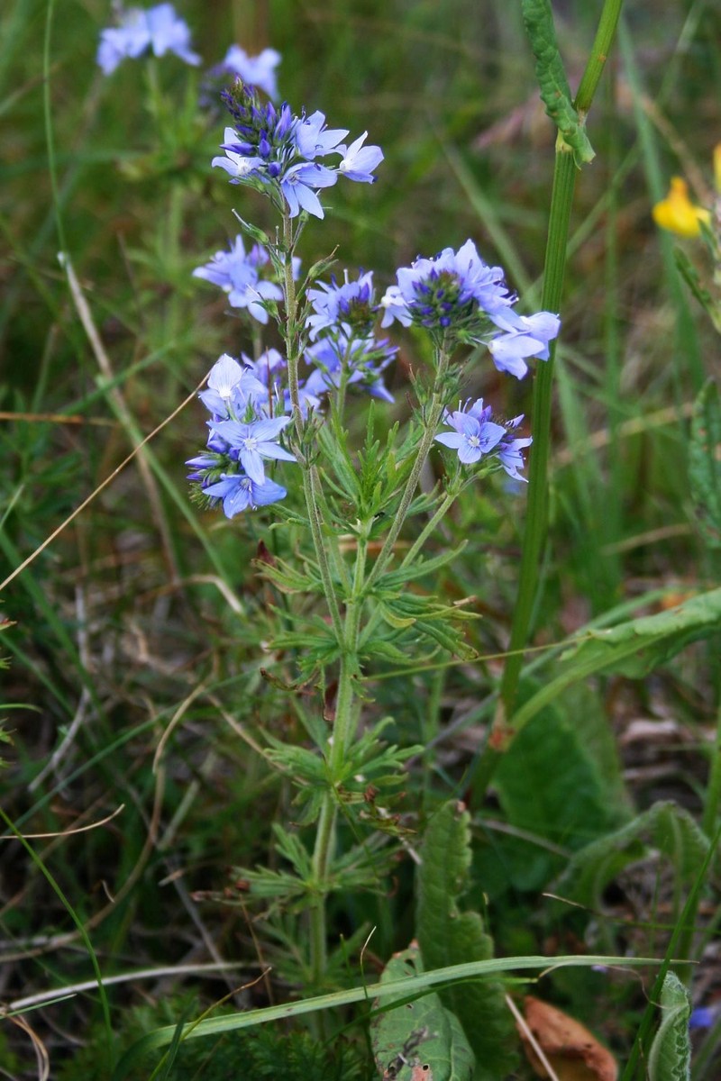 Veronica austriaca subsp. jacquinii