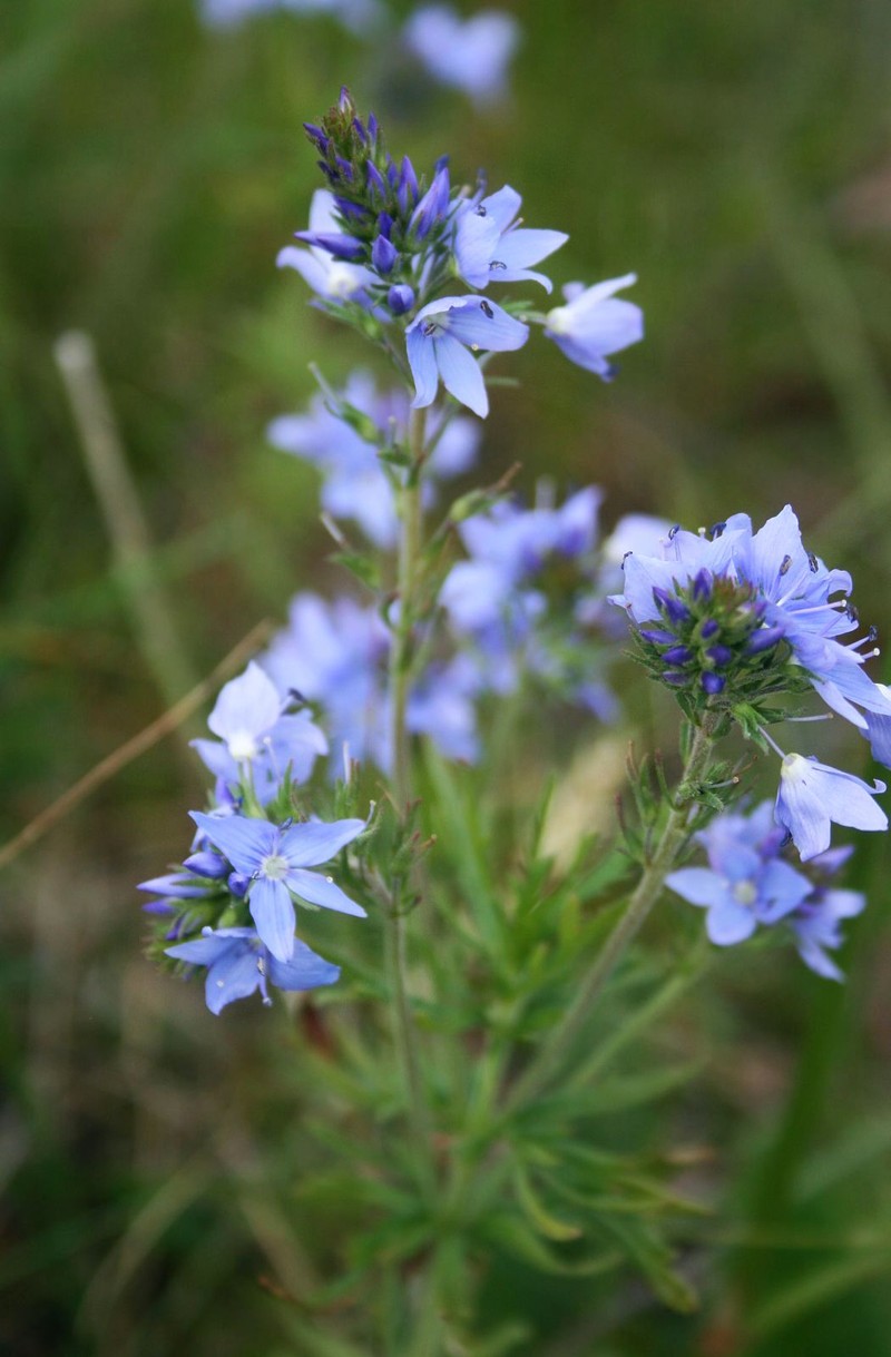 Veronica austriaca subsp. jacquinii photo 6