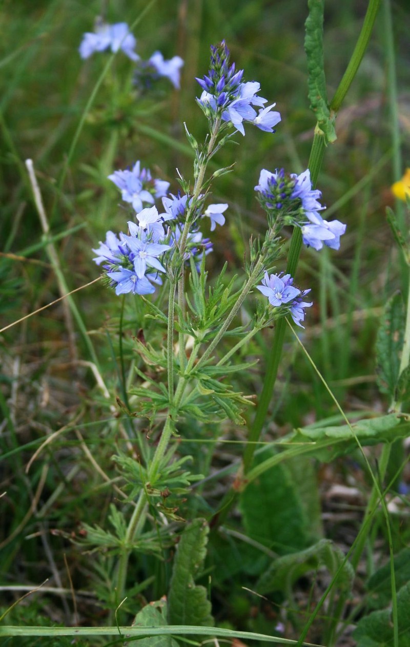 Veronica austriaca subsp. jacquinii photo 7