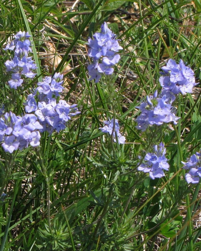 Veronica austriaca subsp. jacquinii photo 8