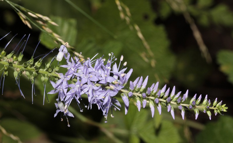 Veronica bachofenii