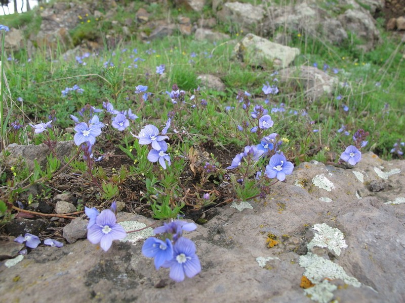 Veronica baranetzkii