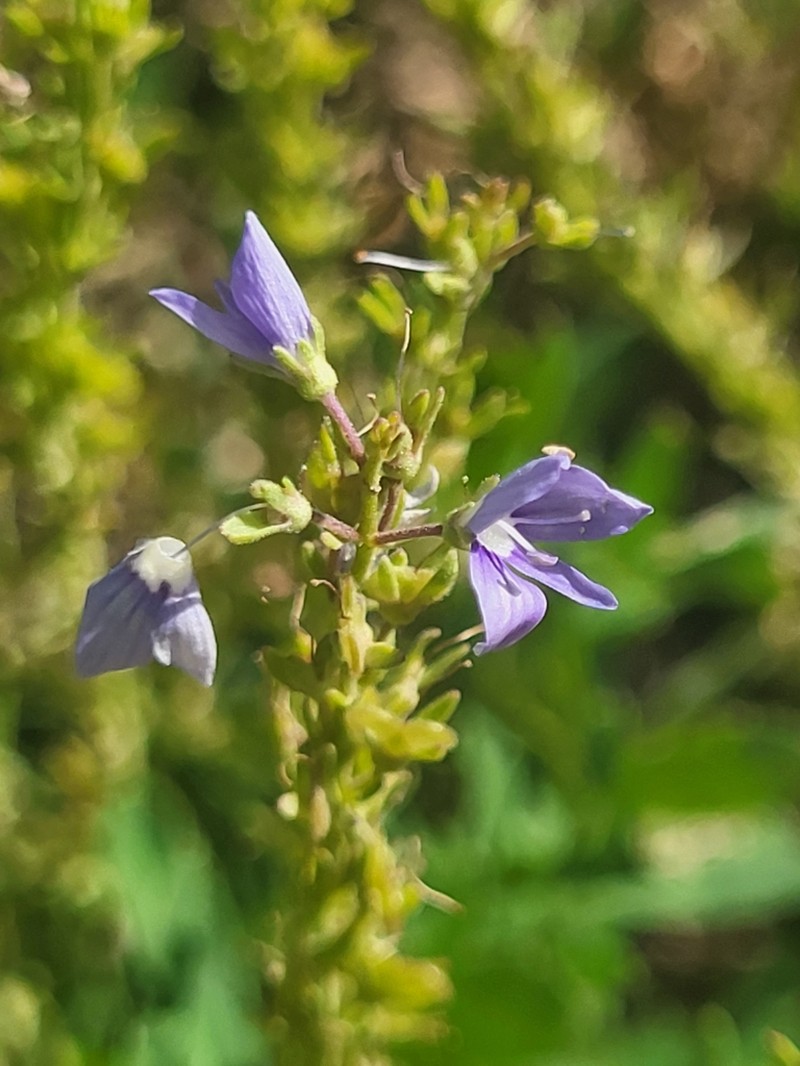 Veronica baranetzkii photo 2