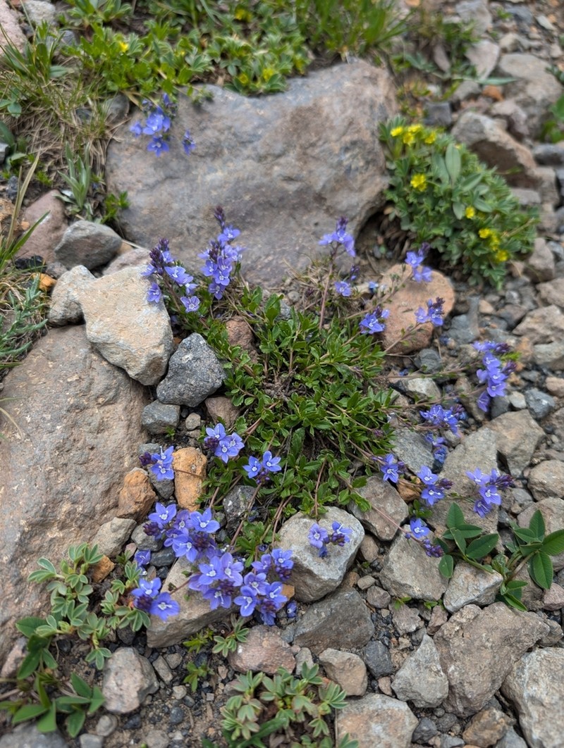 Veronica baranetzkii photo 3