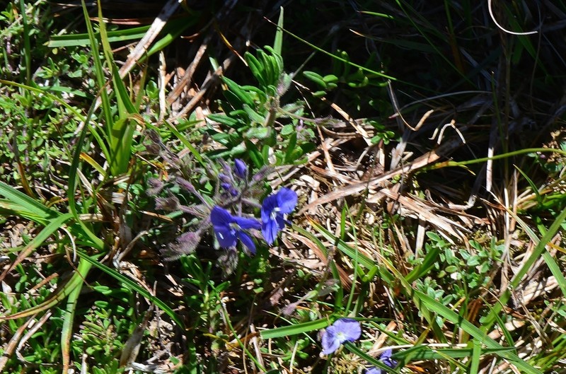 Veronica baranetzkii photo 4