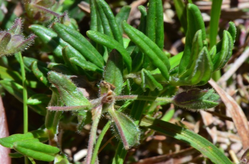 Veronica baranetzkii photo 5
