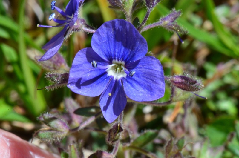 Veronica baranetzkii photo 7